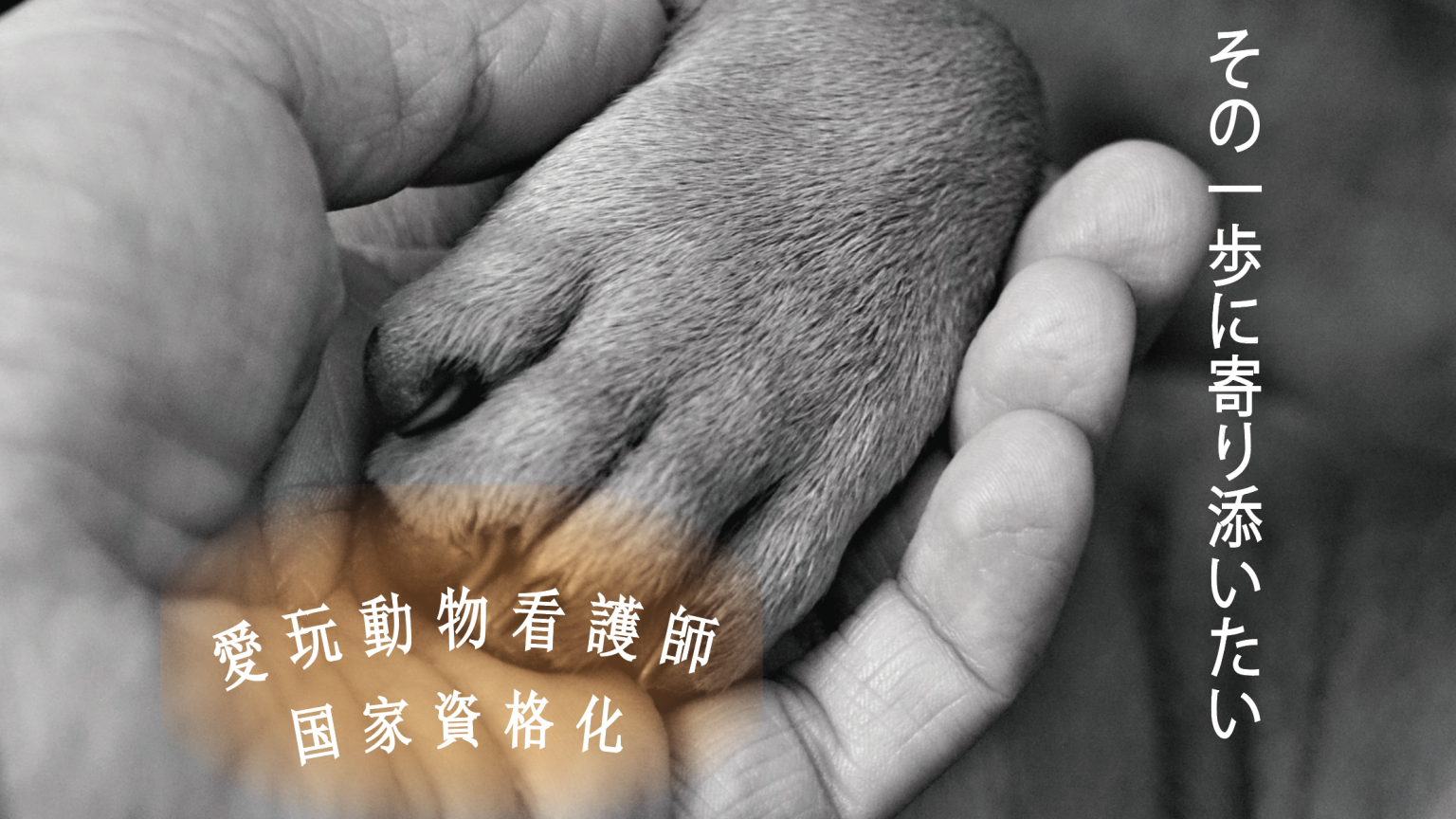 愛玩動物看護師国家資格化に伴い 株式会社and Vet 愛玩動物看護師国家資格化に伴い 株式会社and Vet